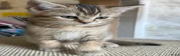 British Shorthair cats for sale: Gorgeous GCCF registered British Shorthair Boy  - Advert 20
