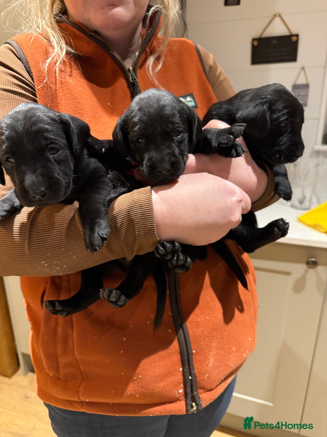 Labrador Retriever dogs for sale: Kc Labrador pups  - Advert 5