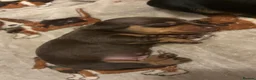 Miniature Dachshund dogs for sale: Miniature Dachshunds  in Thornhill - Advert 7