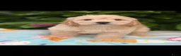 Cockapoo dogs for sale: 🌸 READY NOW SHOW QUALITY TOY F1 COCKERPOOS 🌸 - Advert 12