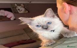 Ragdoll cats for sale: Ready Now. Stunning GCCF Pure Bred Ragdoll kittens - Image 29