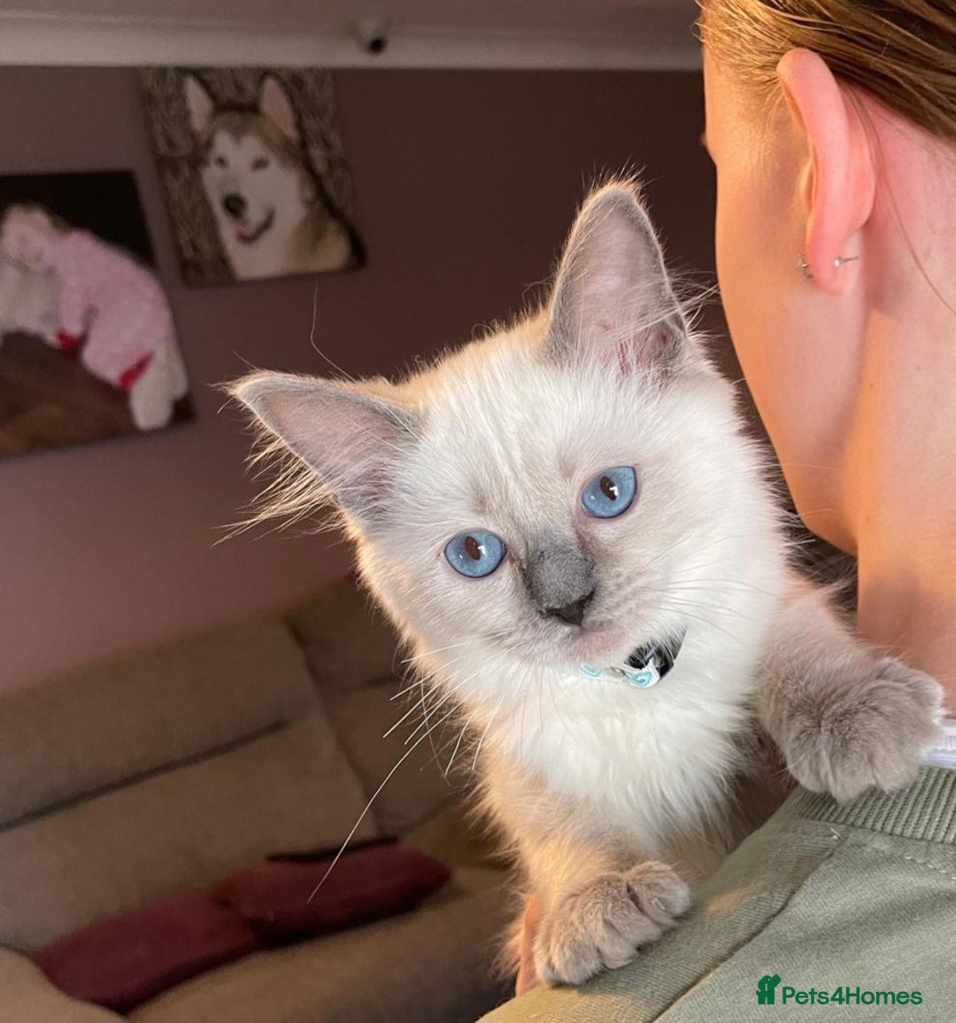 Ragdoll cats for sale: Ready Now. Stunning GCCF Pure Bred Ragdoll kittens - Image 29