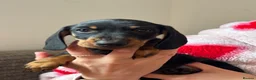 Dachshund dogs for sale: Dachshund puppies - Advert 23