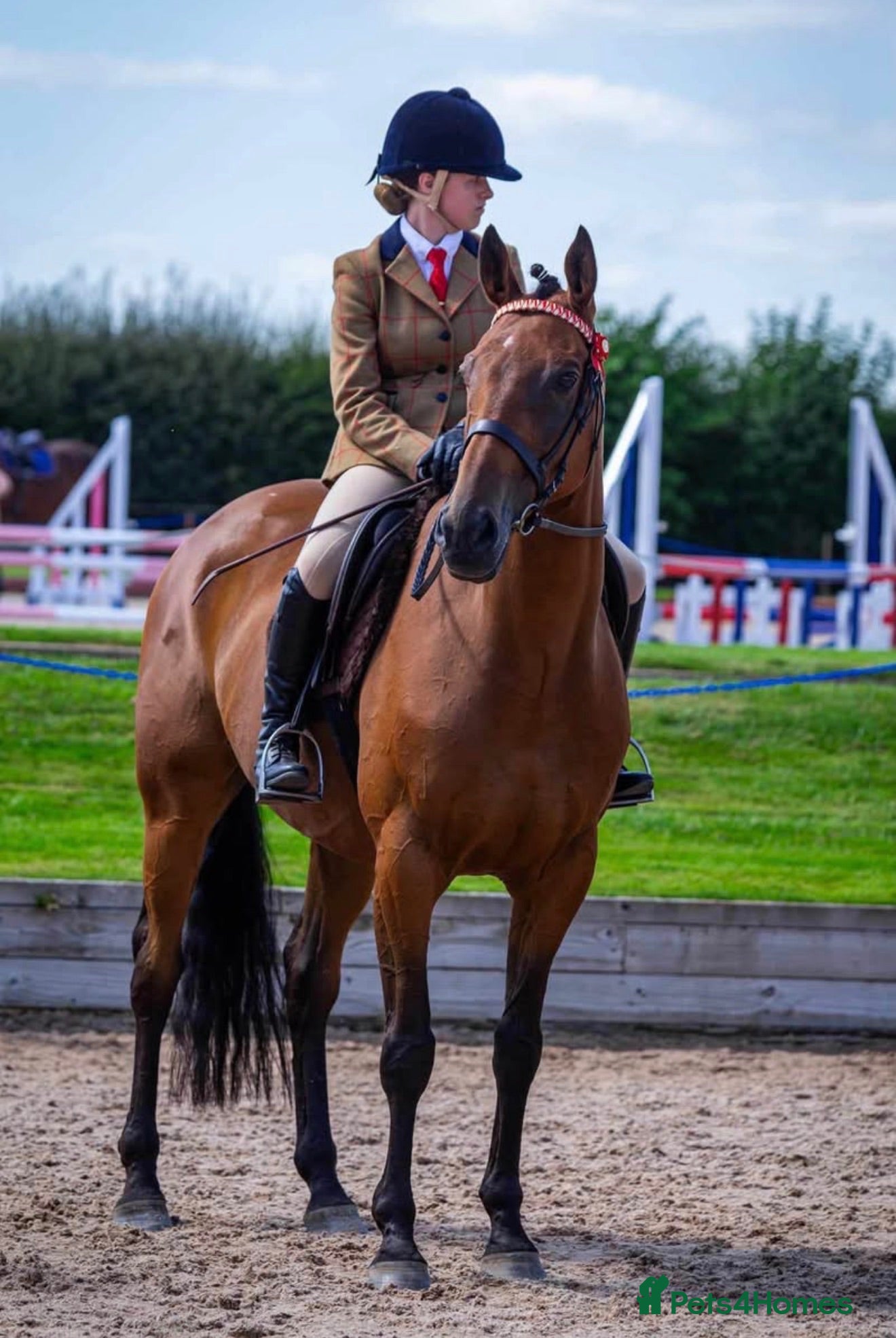 Irish Thoroughbred horses Thatbeatsbanagher - Advert 2