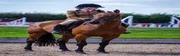 Irish Thoroughbred horses for sale: Thatbeatsbanagher in Leyburn - Advert 1