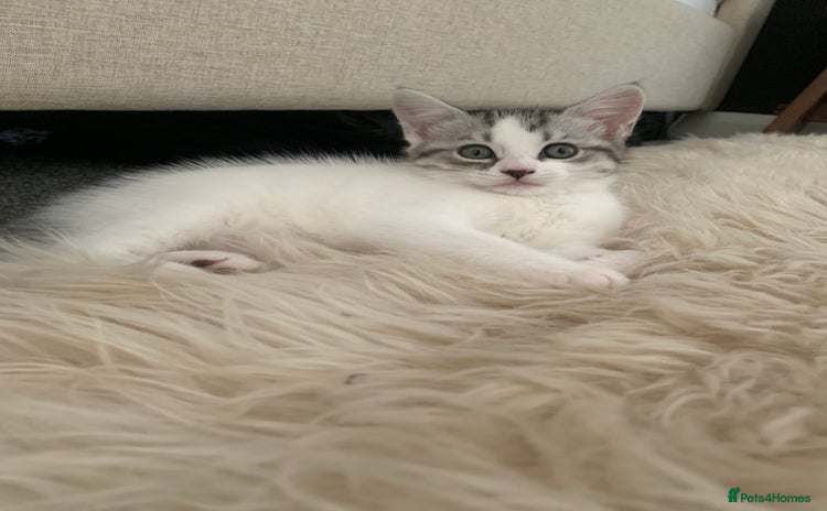 Maine Coon cats - Advert 13