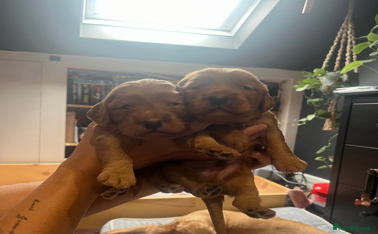 Mixed Breed dogs - Advert 6
