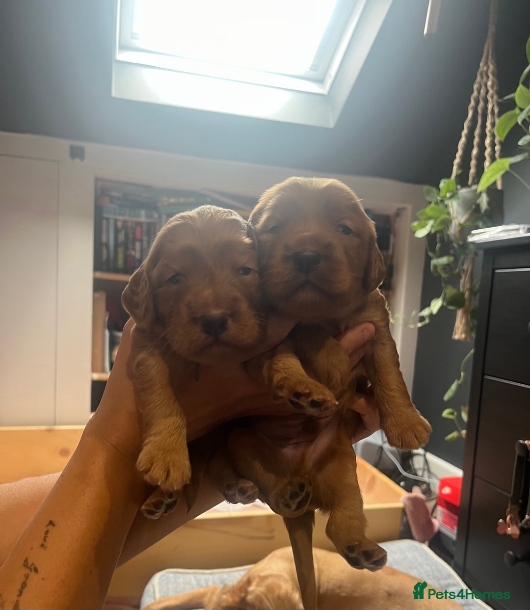 Mixed Breed dogs for sale: Beautiful Goldendoodle cross - Image 1