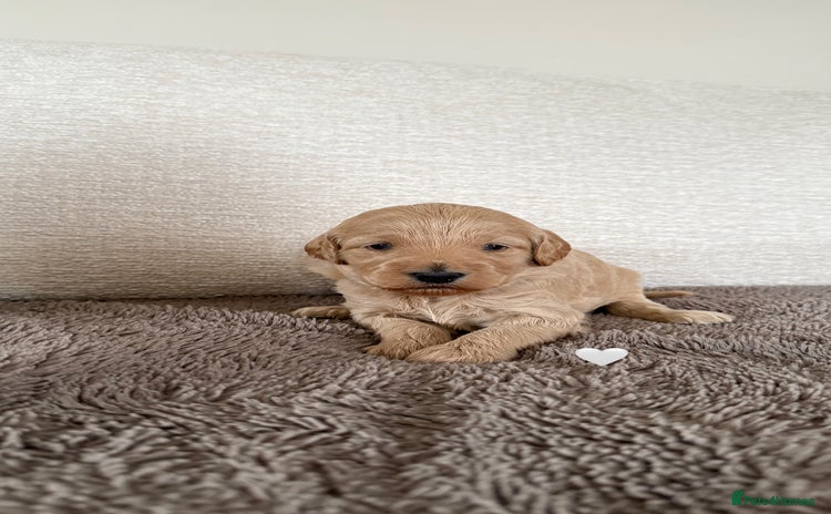 Australian Labradoodle dogs - Advert 1