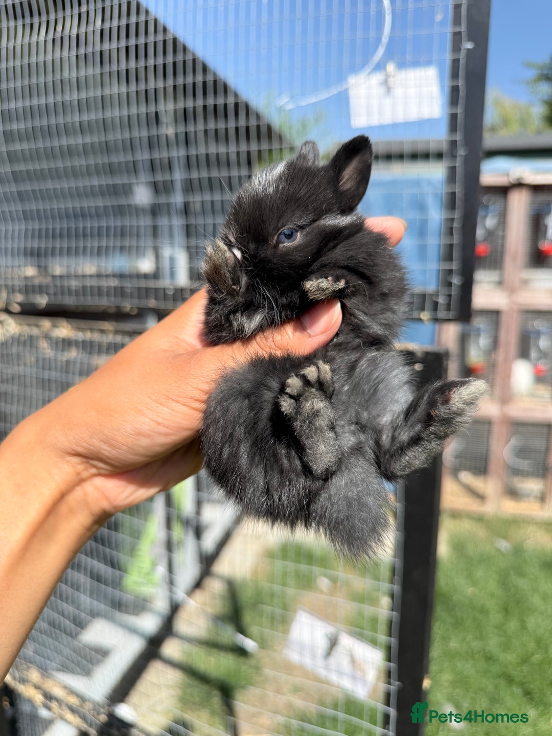 Netherland Dwarf rabbits for sale: •AVAILABLE• Pedigree Netherland Dwarf Baby BunnIes - Image 6