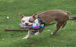 Boston Terrier dogs for sale: Boston terrier female adult - Image 1