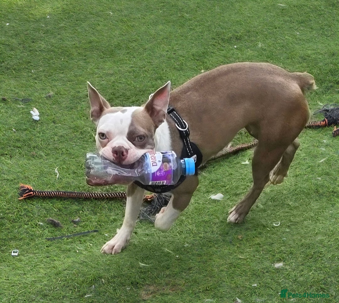 Boston Terrier dogs for sale: Boston terrier female adult - Image 1
