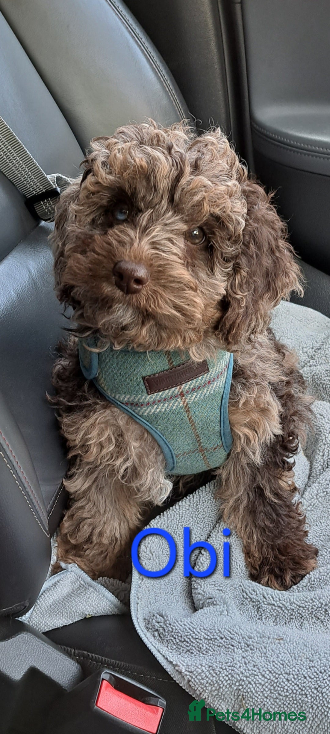 Poodle dogs for stud: cockapoo stud merle health tested, proven  in Bristol - Advert 16