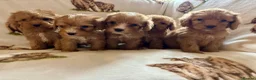 Cockapoo dogs for sale: F1 health clear cockapoo puppies  - Advert 16