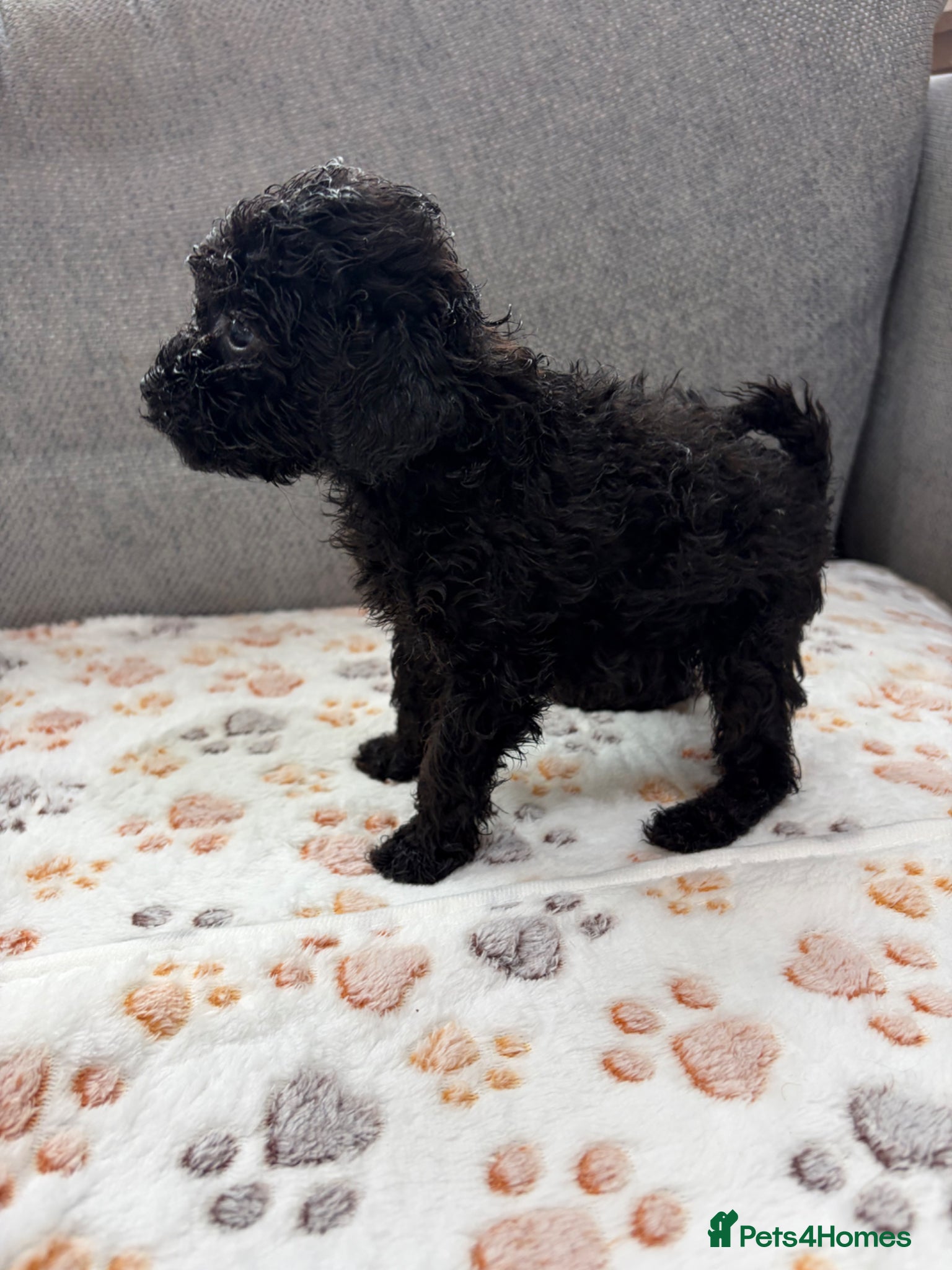Toy Poodle dogs ⭐️Tiny beautiful Toy Poodles⭐️ 🐾 - Advert 7