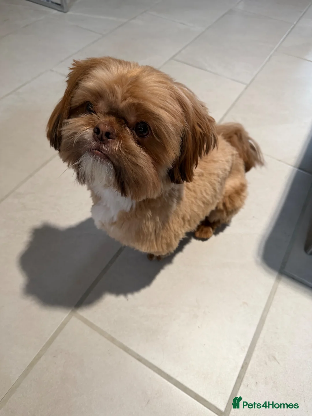 Shih Tzu dogs for stud: Stunning KC registered Imperial Shih Tzu for Stud - Advert 3