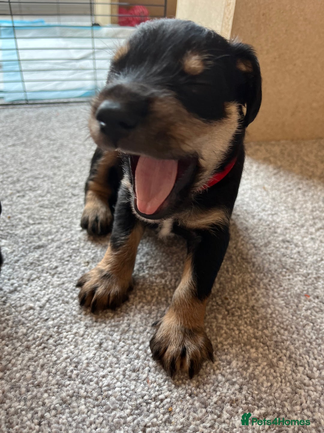 Mixed Breed dogs for sale: Schnockers  - Image 4