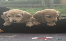 Miniature Dachshund dogs for sale: Beautiful cream miniature dachshunds  - Image 2