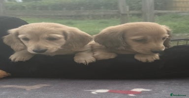 Miniature Dachshund dogs - Advert 19