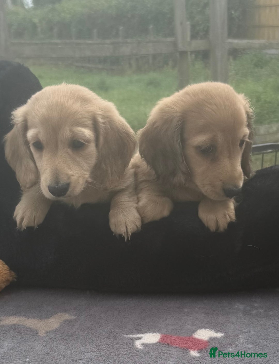 Miniature Dachshund dogs for sale: Beautiful cream miniature dachshunds  - Image 2