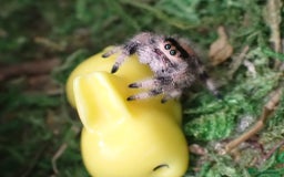 Spiders invertebrates for sale: Spoodiesuk jumping spiders  - Image 1