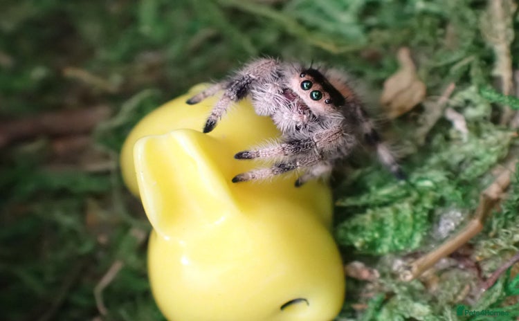 Spiders invertebrates - Advert 1