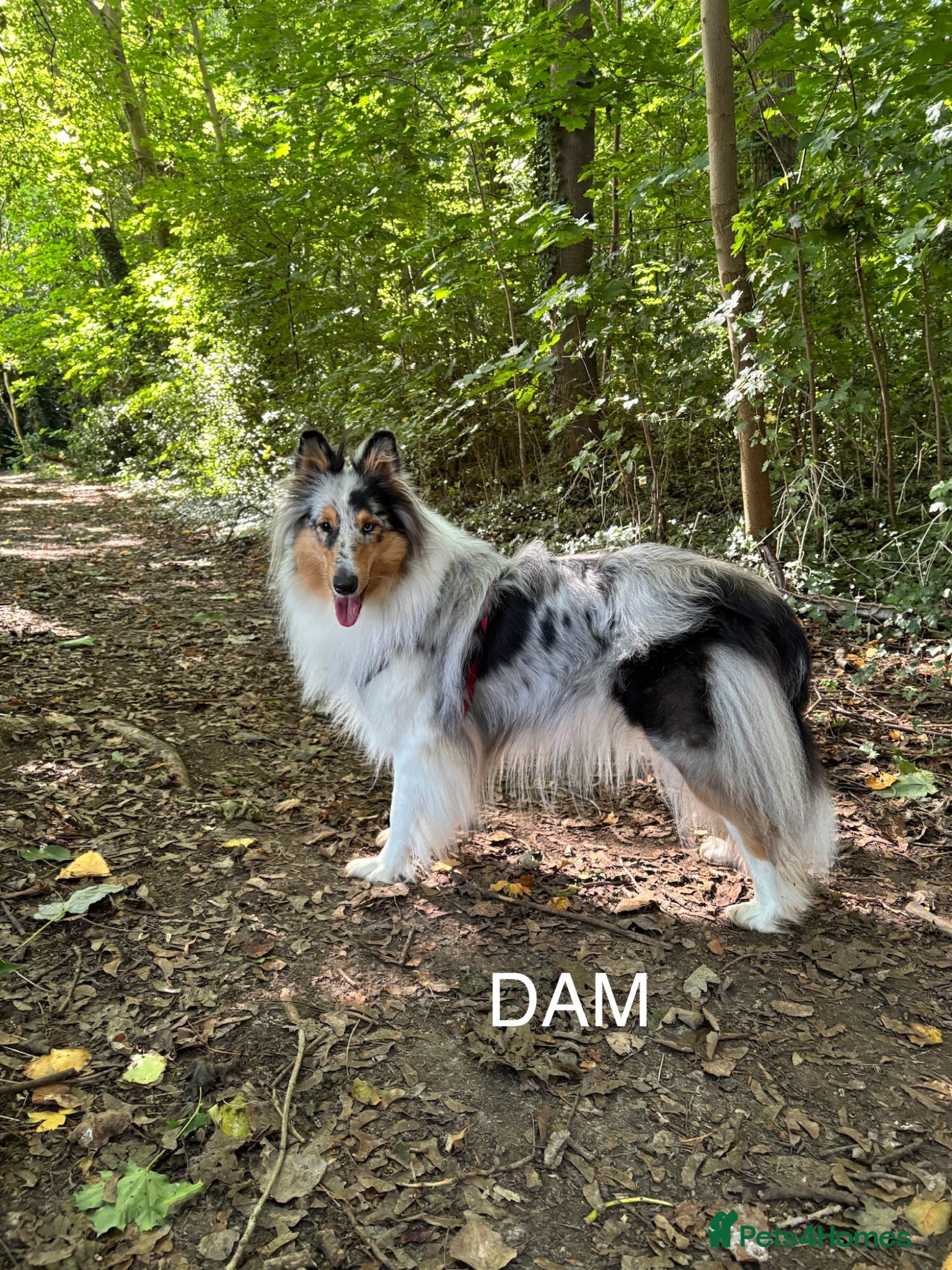 Rough Collie dogs GENETICALLY TESTED CLEAR, NON AFFECTED, LOW RISK - Advert 1