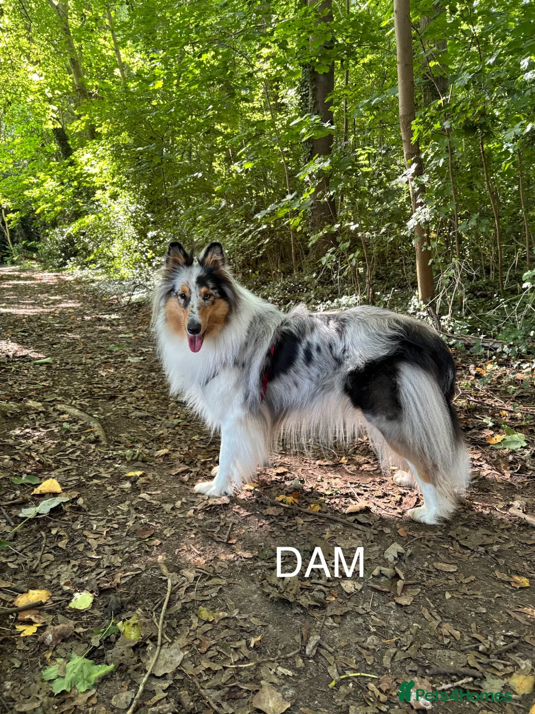Rough Collie dogs for sale: GENETICALLY TESTED CLEAR, NON AFFECTED, LOW RISK in Hemel Hempstead - Advert 1