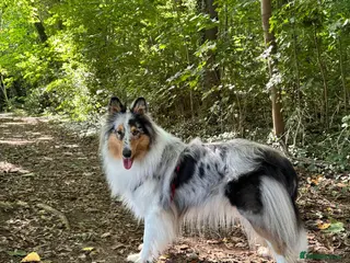 Rough Collie dogs GENETICALLY TESTED CLEAR, NON AFFECTED, LOW RISK - Advert 1