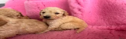 Goldendoodle dogs for sale: Beautiful Goldendoodles - Advert 30