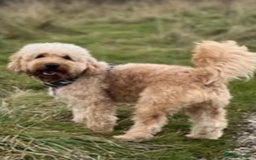 Mixed Breed dogs for sale: Mini Golden Doodle’s - Image 4