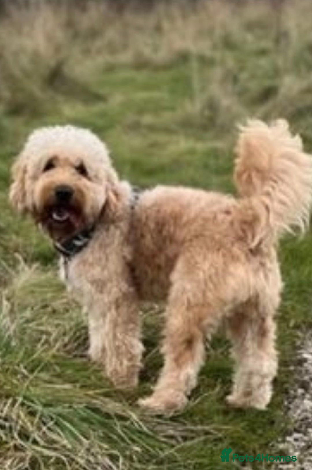 Mixed Breed dogs for sale: Mini Golden Doodle’s - Image 4