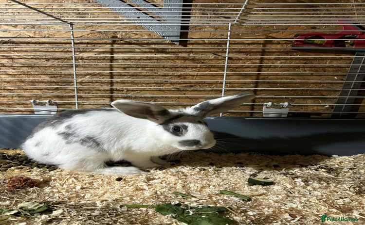 Dwarf Lop rabbits - Advert 1