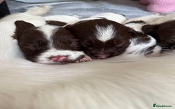 English Springer Spaniel dogs for sale: Springer spaniel puppies for sale - Image 11