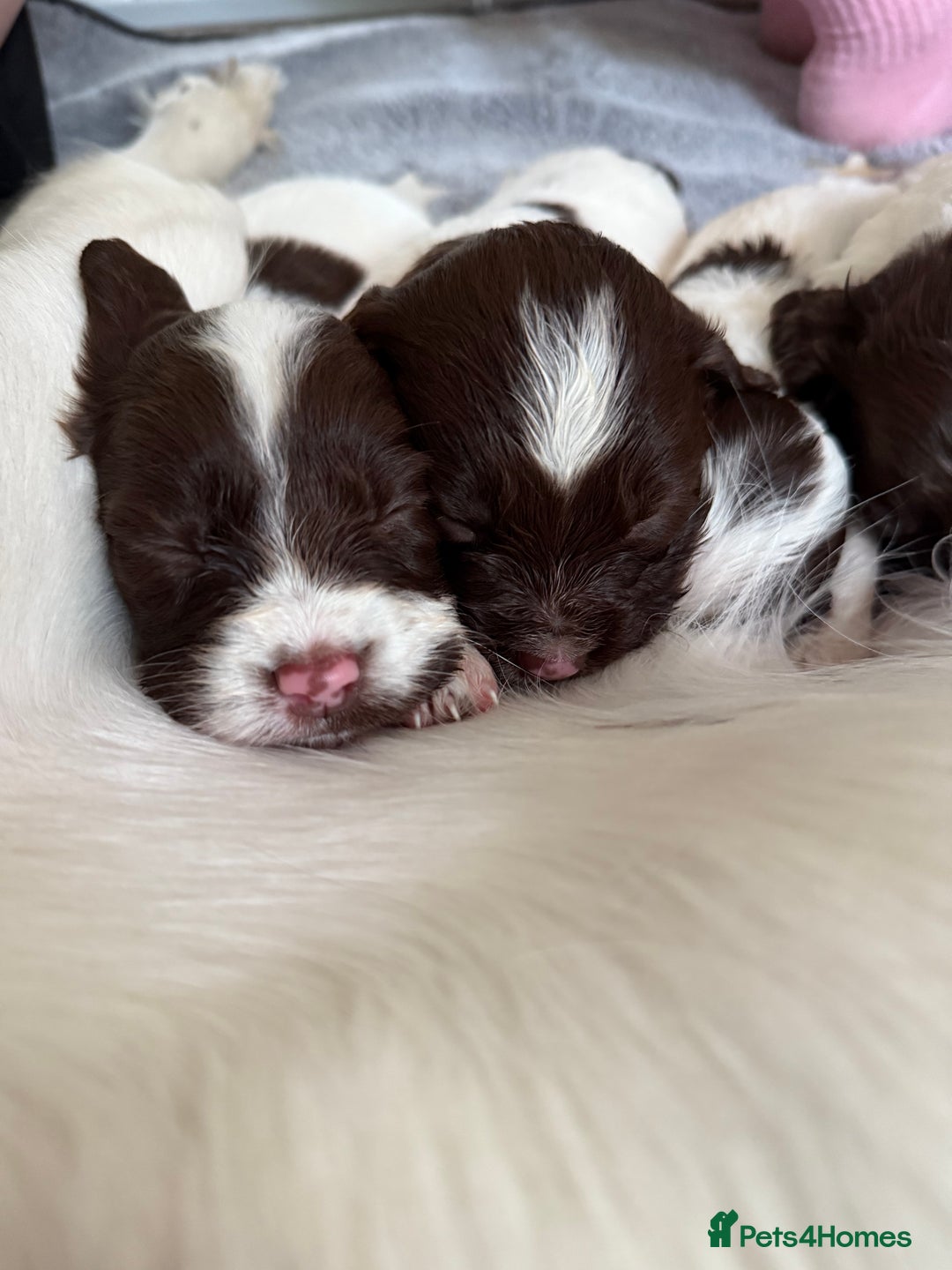 English Springer Spaniel dogs for sale: Springer spaniel puppies for sale - Image 11