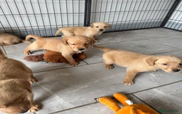 Goldador dogs for sale: Gorgoeus Goldador’s-Health Tested  - Image 21