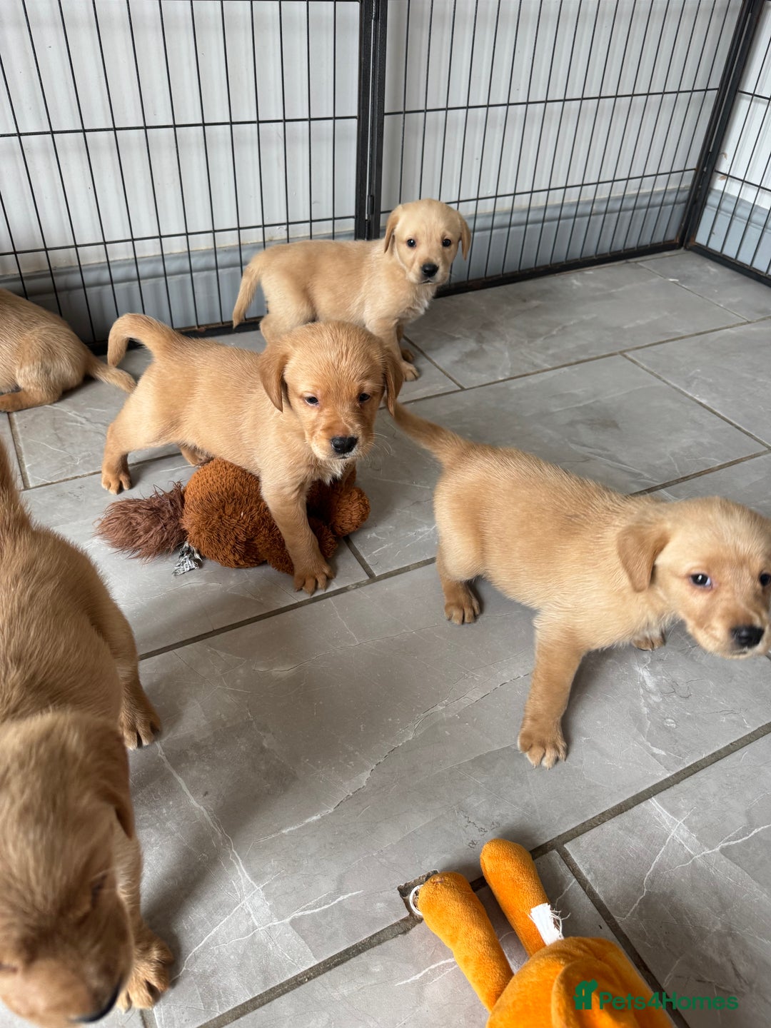 Goldador dogs for sale: Gorgoeus Goldador’s-Health Tested  - Image 21