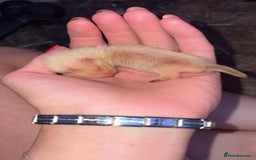 Ferret rodents for sale: Ferret kits albino X eu polecat - Image 1