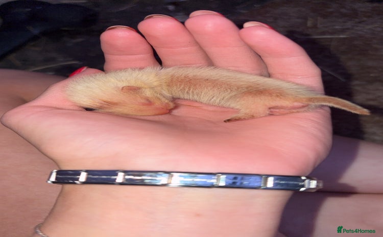 Ferret rodents - Advert 2