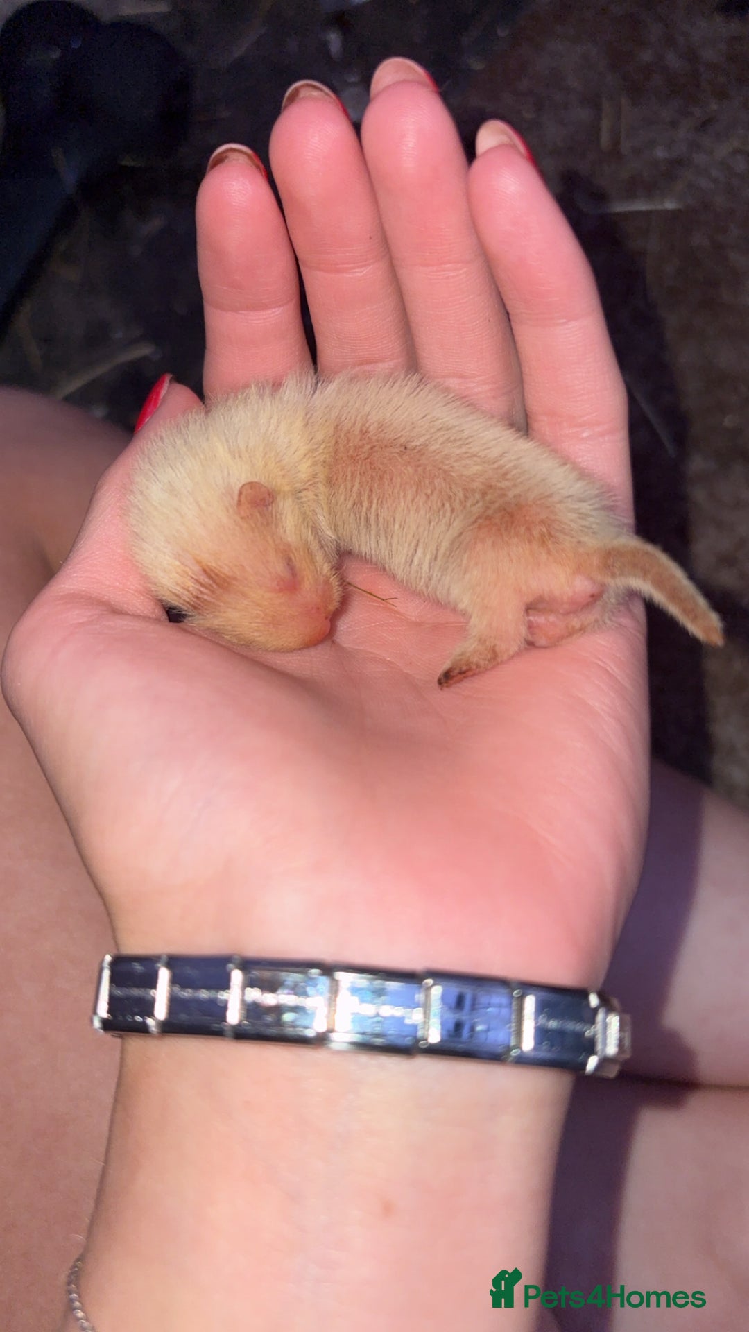 Ferret rodents for sale: Ferret kits albino X eu polecat - Image 1
