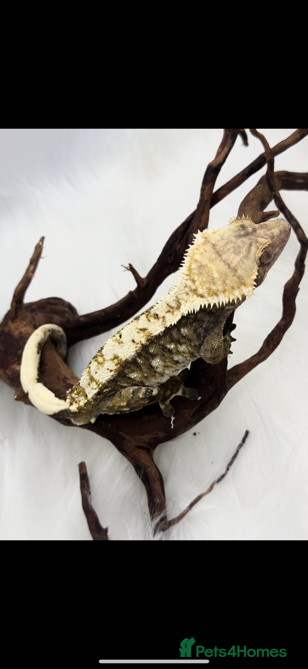 Gecko reptiles for sale: Male snowflake crested Gecko - Advert 2