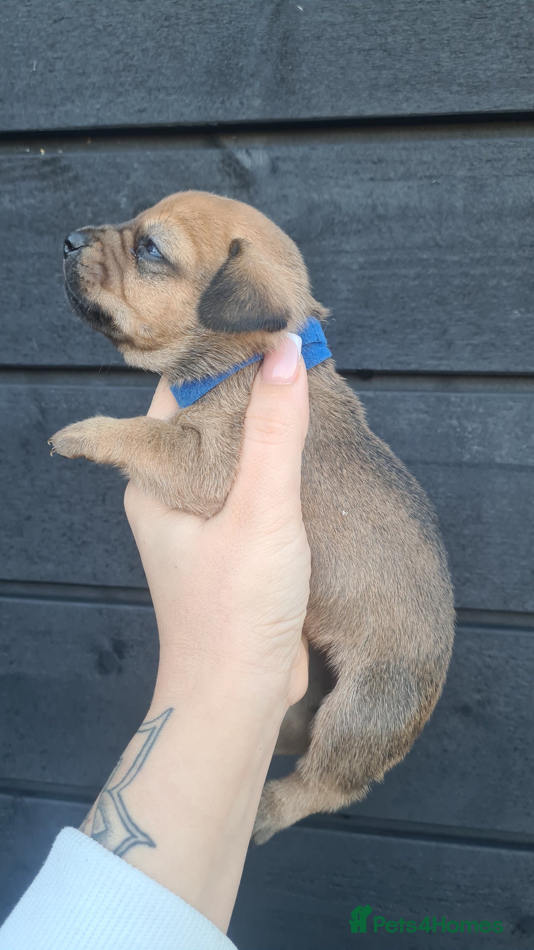 Mixed Breed dogs for sale: Patterjack x daxies pups available  - Advert 5