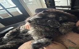 Chow Chow dogs for sale: Blue mearle chow male - Image 3
