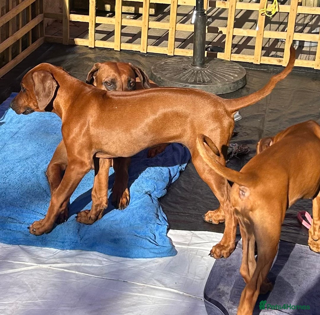 Rhodesian Ridgeback dogs for sale: Rhodesian Ridgeback 1 pup left in Lostwithiel - Image 24