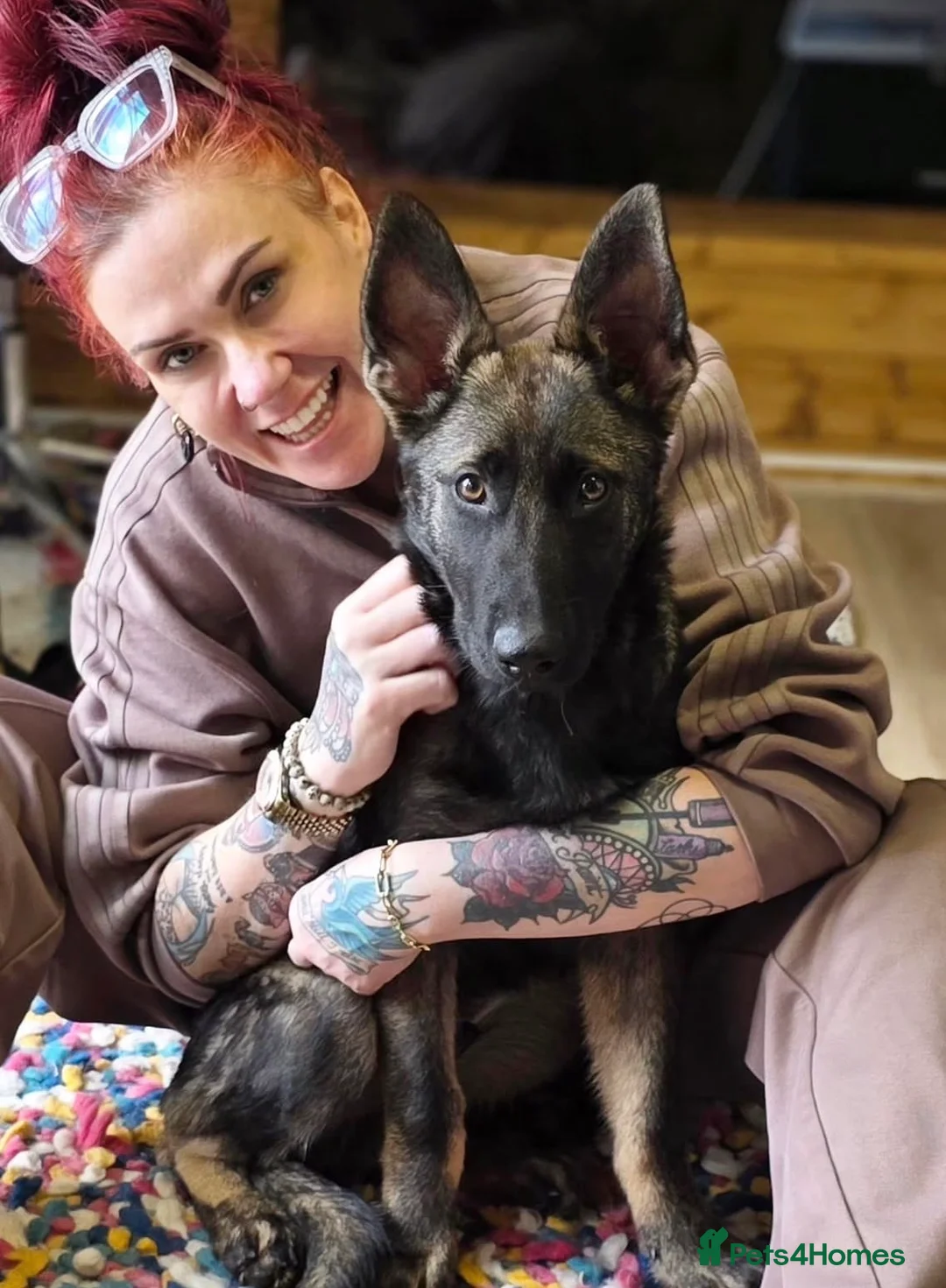 Belgian Shepherd Dog dogs for sale: 5 month old Belgian malinous male - Advert 2