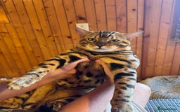 Bengal cats for sale: Beautiful bengal boy - Image 3