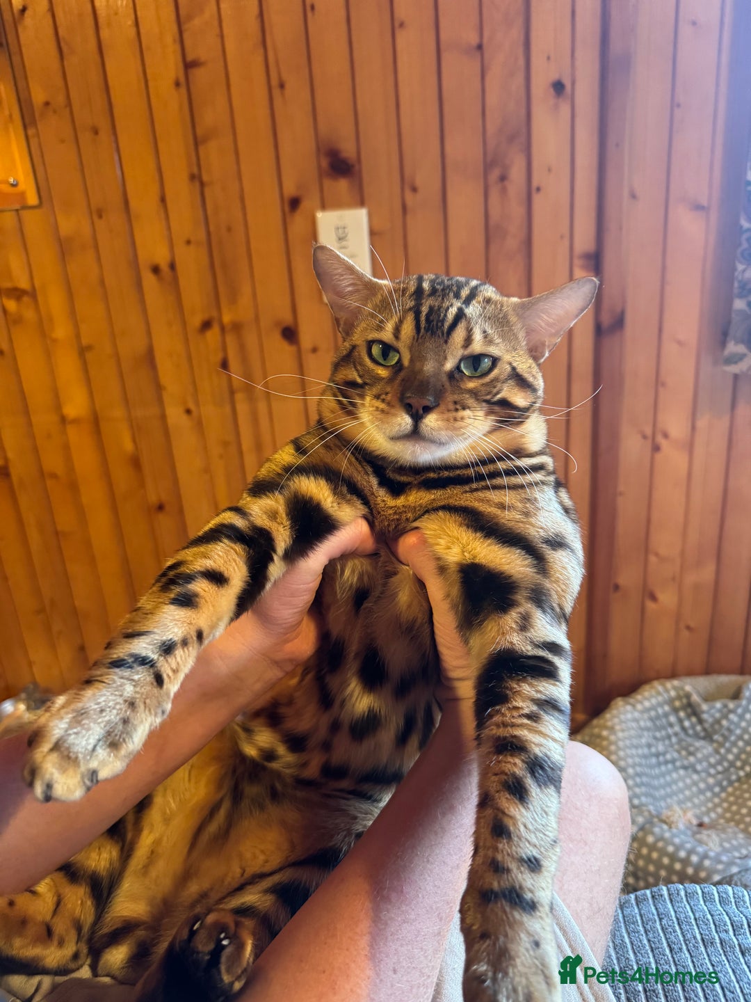 Bengal cats for sale: Beautiful bengal boy - Image 3