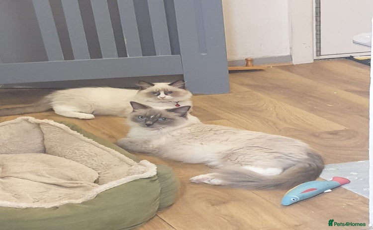 Ragdoll cats - Advert 8