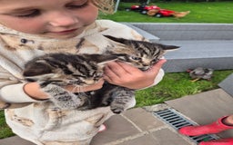 Mixed Breed cats for sale: Bengal X kittens- Ready Now - Image 1