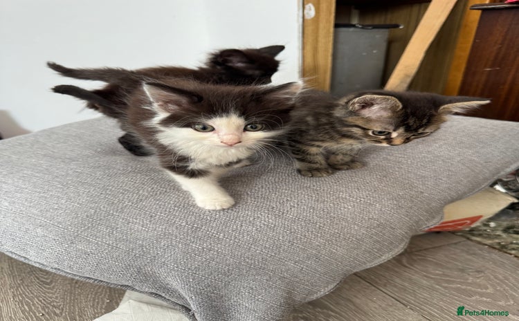 Domestic Shorthair cats - Advert 3